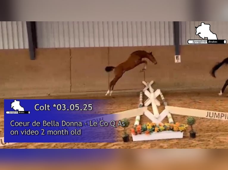 Oldenburger Springpaard Hengst  Bruin in Seetz