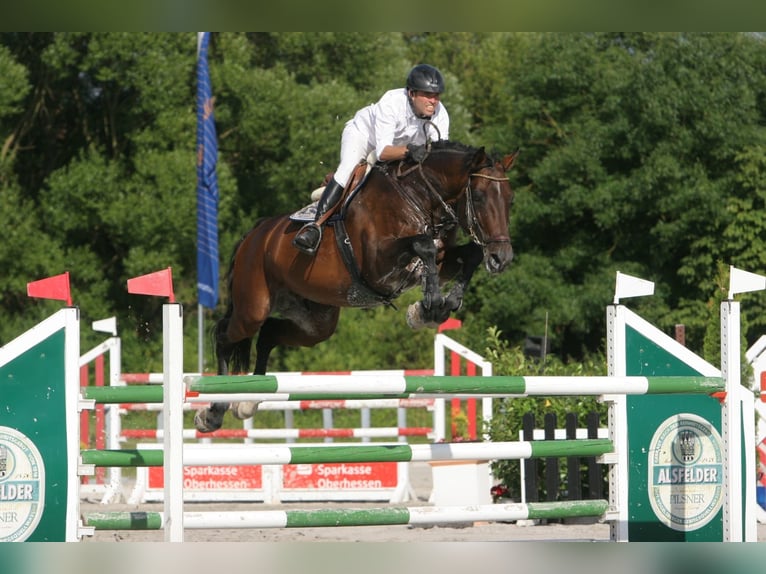 Oldenburger Springpaard Hengst  Bruin in Mücke