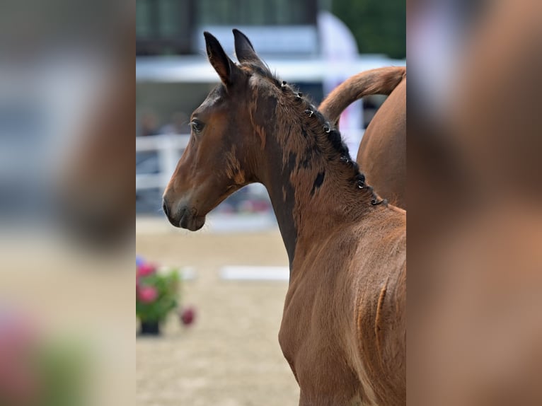 Oldenburger Springpaard Hengst  Bruin in Mücke