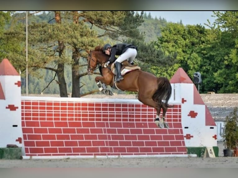 Oldenburger Springpaard Hengst  Bruin in Mücke