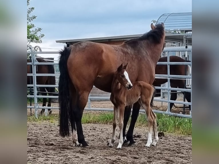 Oldenburger Springpaard Hengst  Bruin in Neupotz