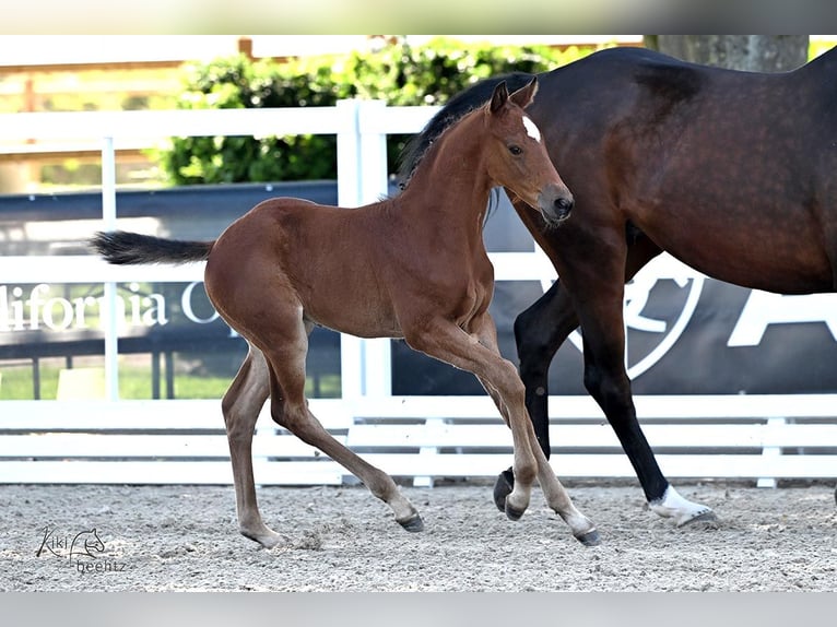 Oldenburger Springpaard Hengst  Bruin in Wilhelmshaven