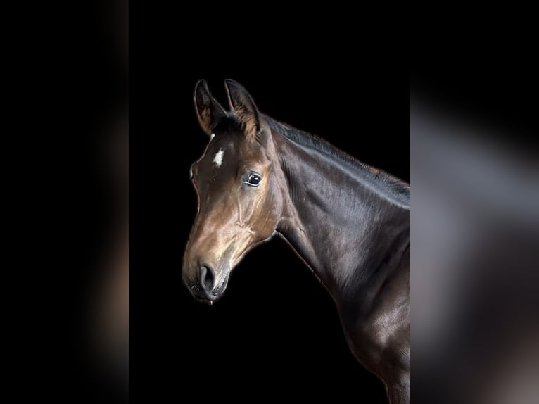 Oldenburger Springpaard Hengst Veulen (04/2026) Bruin in Versmold