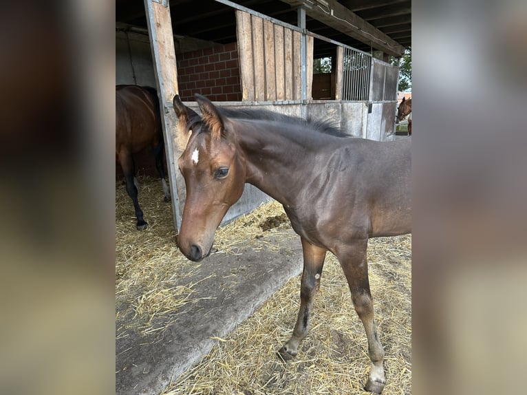 Oldenburger Springpaard Hengst Veulen (04/2026) Bruin in Versmold