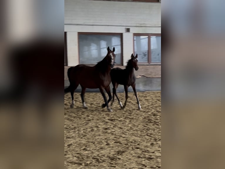 Oldenburger Springpaard Hengst Veulen (04/2026) Bruin in Versmold