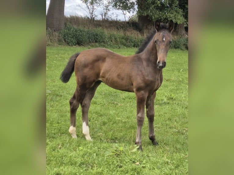 Oldenburger Springpaard Hengst Veulen (05/2025) Bruin in Wielen