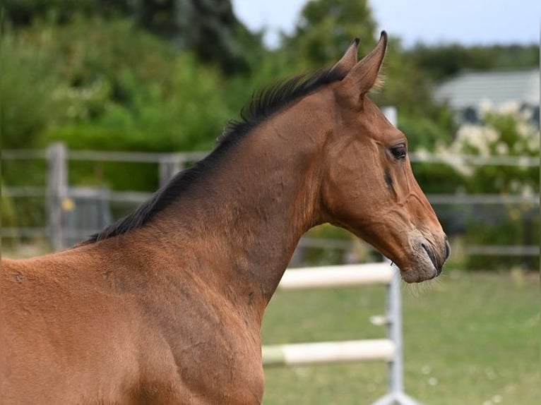 Oldenburger Springpaard Hengst Veulen (05/2026) Bruin in Reichenwalde