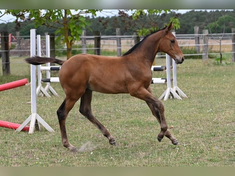 Oldenburger Springpaard Hengst Veulen (05/2026) Bruin in Reichenwalde