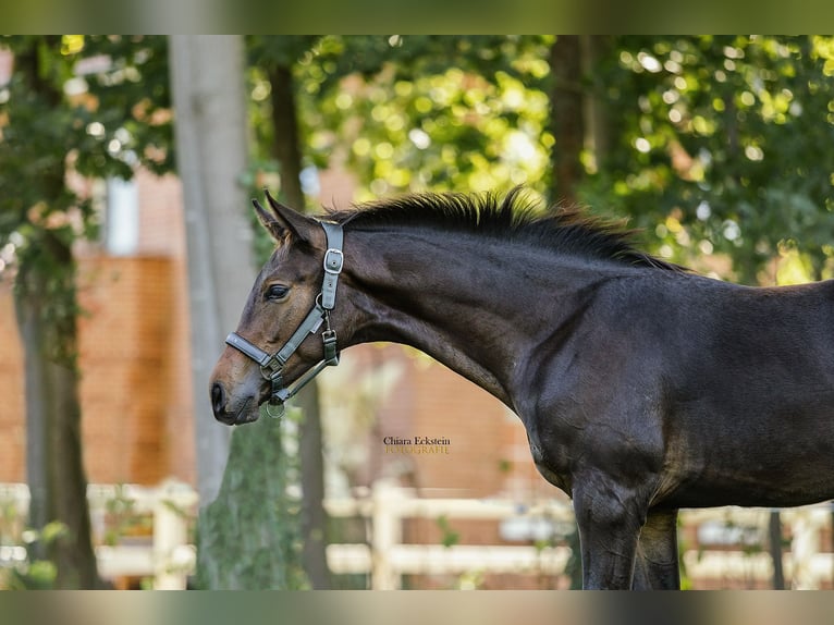 Oldenburger Springpaard Hengst Veulen (05/2025) Bruin in Bersenbr&#xFC;ck