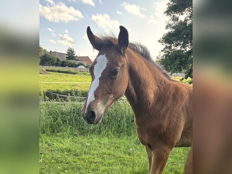 Oldenburger Springpaard Hengst  Bruin in Wittstock/Dosse