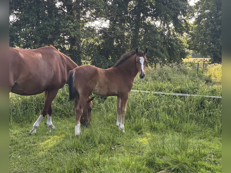 Oldenburger Springpaard Hengst  Bruin in Wittstock/Dosse