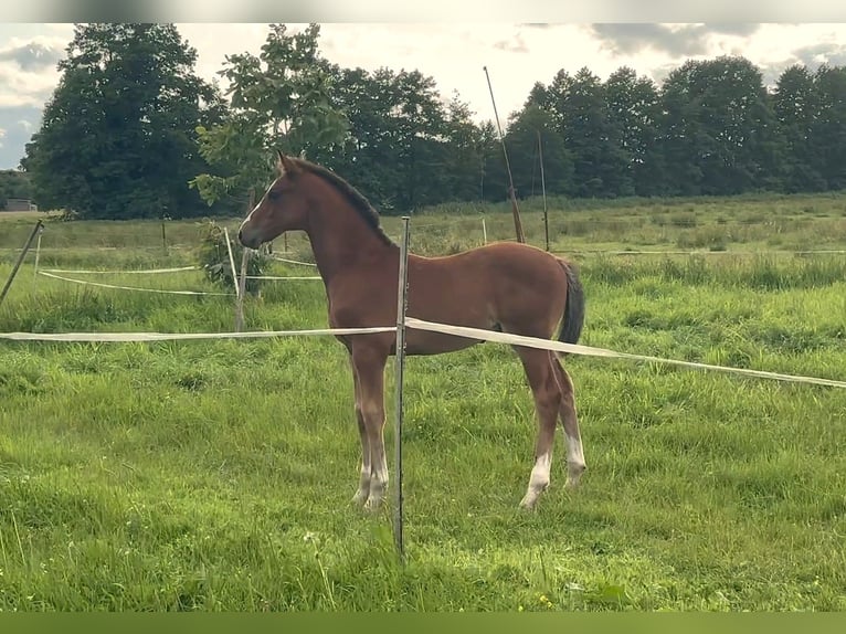 Oldenburger Springpaard Hengst  Bruin in Wittstock/Dosse