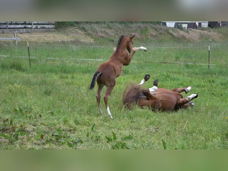 Oldenburger Springpaard Hengst  Bruin in Wittstock/Dosse