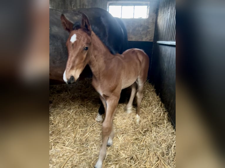 Oldenburger Springpaard Hengst Veulen (04/2026) Bruin in Garrel