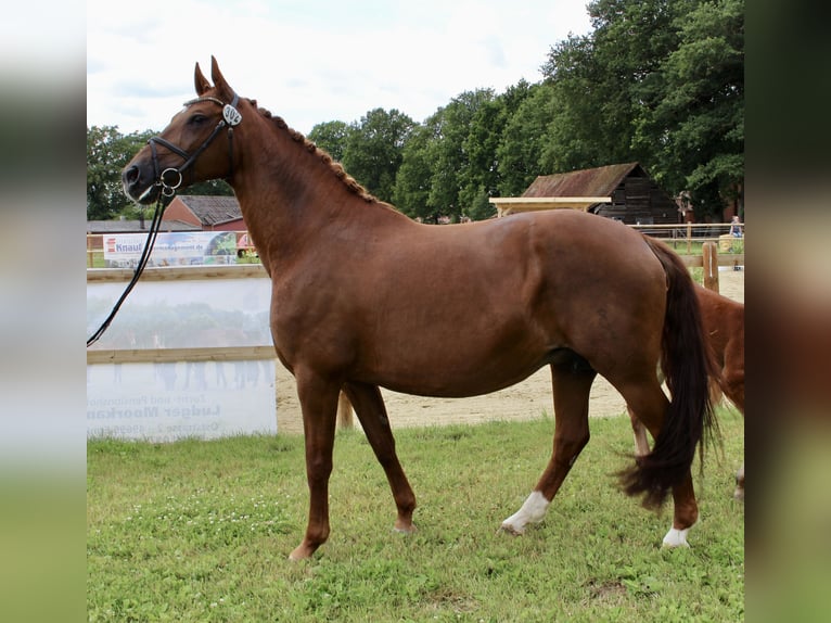 Oldenburger Springpaard Hengst Veulen (06/2025) Bruin in Garrel