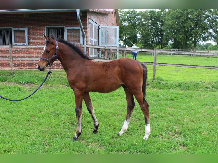 Oldenburger Springpaard Hengst Veulen (05/2026) Bruin in Garrel