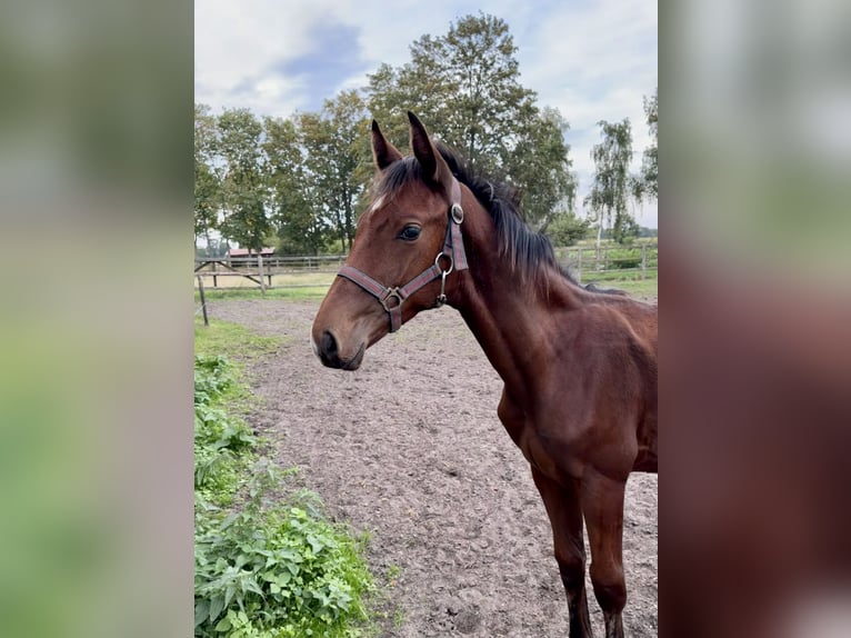 Oldenburger Springpaard Hengst Veulen (04/2026) Bruin in Garrel