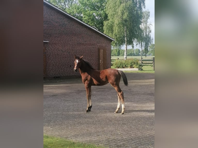 Oldenburger Springpaard Hengst Veulen (05/2026) Bruin in Garrel