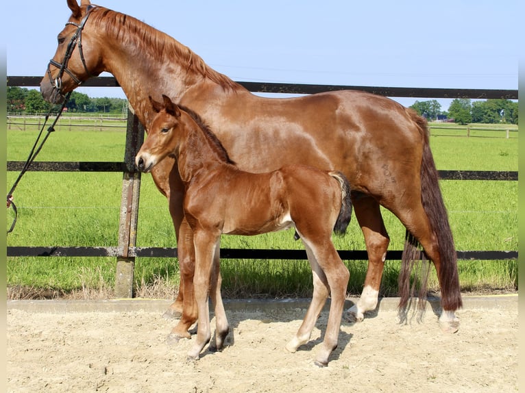 Oldenburger Springpaard Hengst Veulen (06/2025) Bruin in Garrel