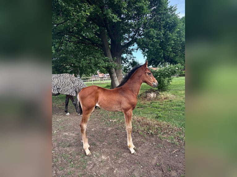 Oldenburger Springpaard Hengst  Bruin in Gilten