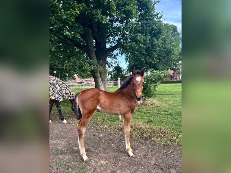 Oldenburger Springpaard Hengst  Bruin in Gilten