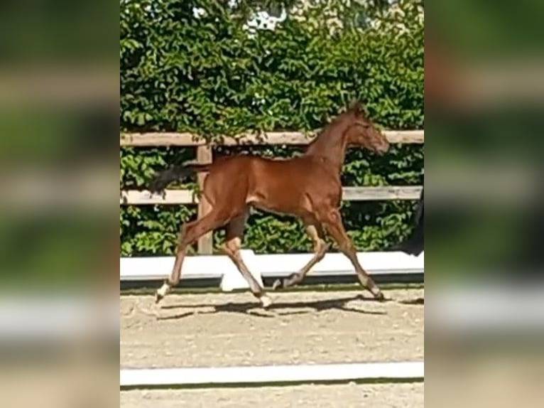 Oldenburger Springpaard Hengst  Bruin in Haren