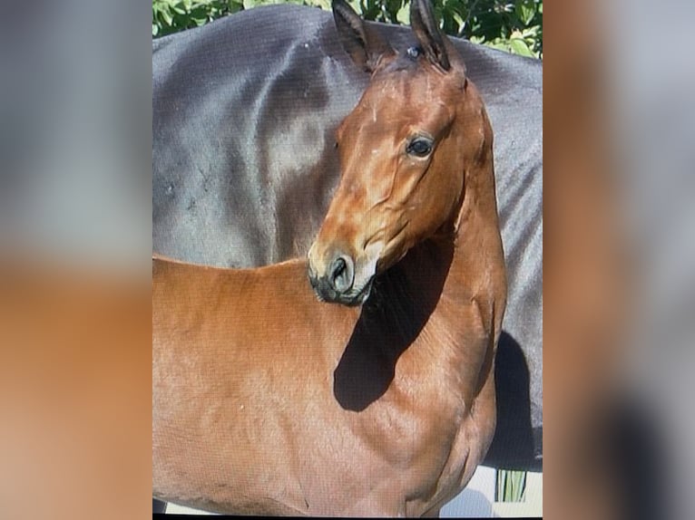 Oldenburger Springpaard Hengst Veulen (06/2026) Bruin in Holdorf