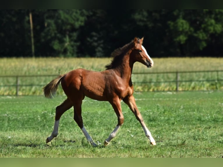Oldenburger Springpaard Hengst Veulen (04/2025) Bruin in Kirchdorf