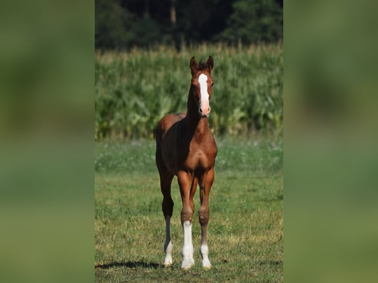 Oldenburger Springpaard Hengst Veulen (04/2025) Bruin in Kirchdorf