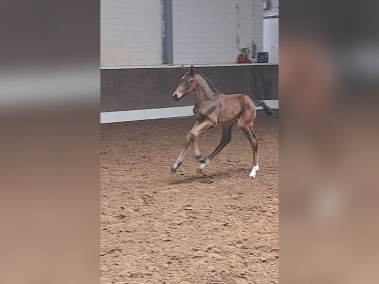 Oldenburger Springpaard Hengst  Bruin in L&#xE4;hden