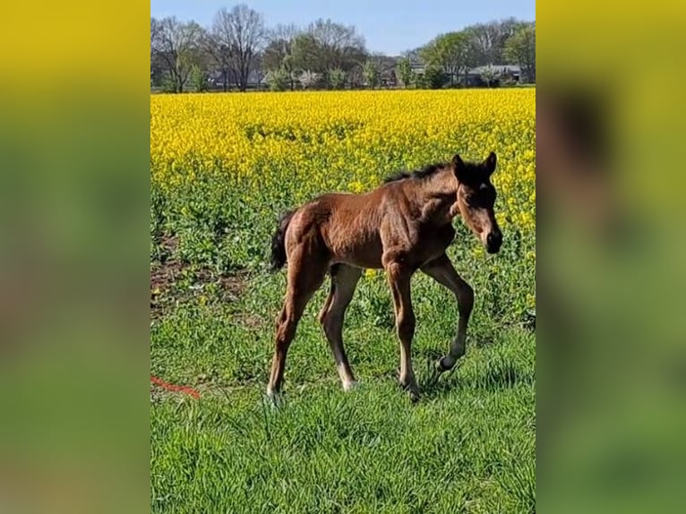Oldenburger Springpaard Hengst  Bruin in L&#xE4;hden
