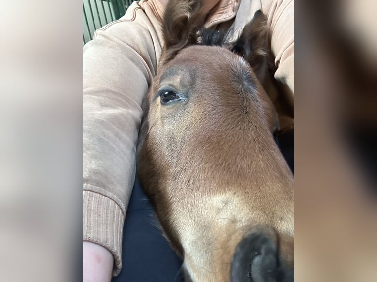 Oldenburger Springpaard Hengst  Bruin in Leopoldsdorf