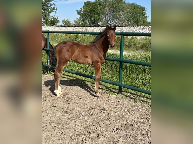 Oldenburger Springpaard Hengst  Bruin in Leopoldsdorf
