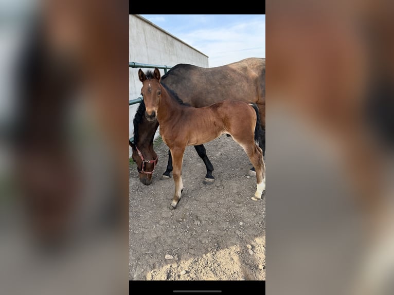 Oldenburger Springpaard Hengst  Bruin in Leopoldsdorf