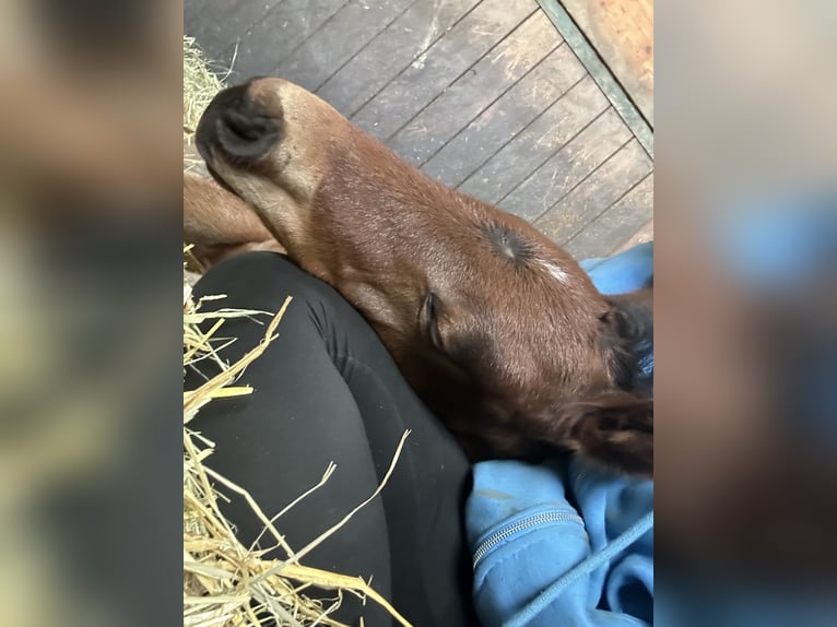Oldenburger Springpaard Hengst  Bruin in Leopoldsdorf