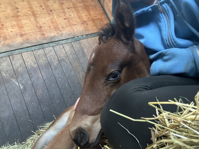 Oldenburger Springpaard Hengst  Bruin in Leopoldsdorf
