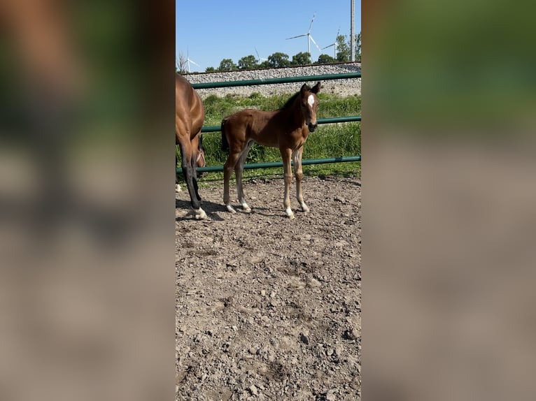 Oldenburger Springpaard Hengst  Bruin in Leopoldsdorf