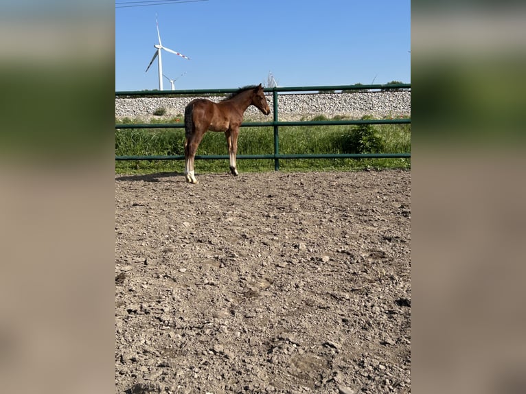 Oldenburger Springpaard Hengst  Bruin in Leopoldsdorf