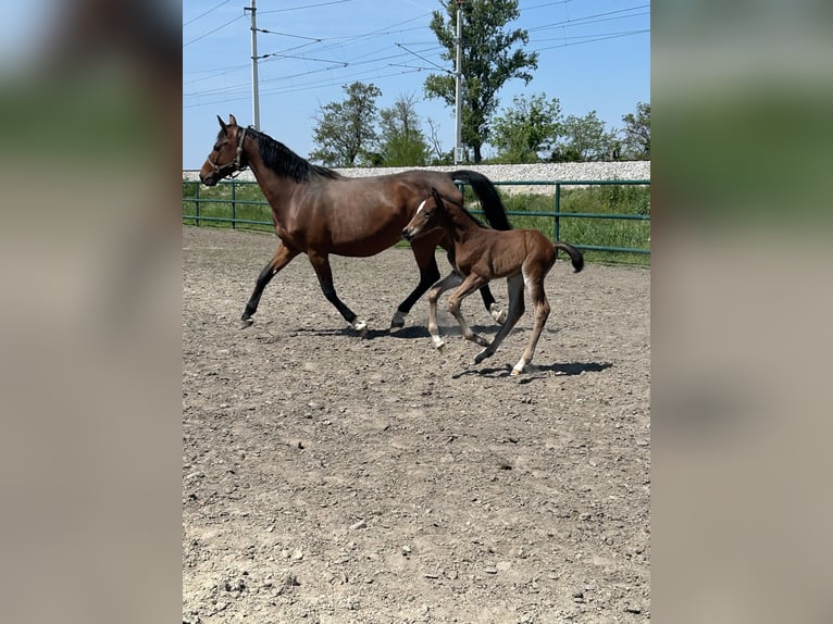 Oldenburger Springpaard Hengst  Bruin in Leopoldsdorf