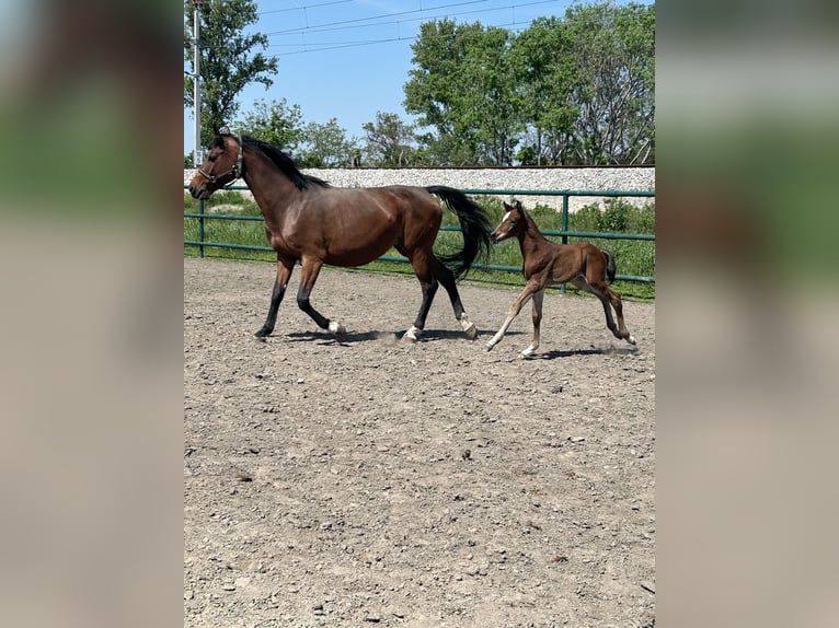Oldenburger Springpaard Hengst  Bruin in Leopoldsdorf