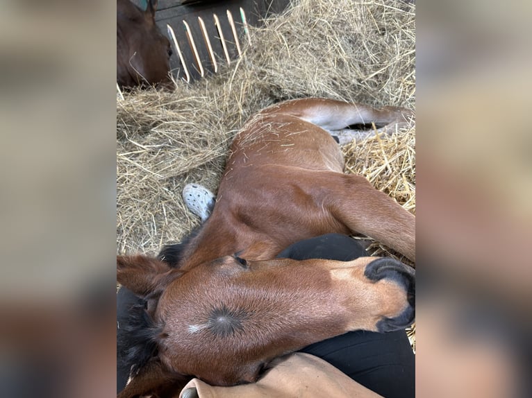 Oldenburger Springpaard Hengst  Bruin in Leopoldsdorf