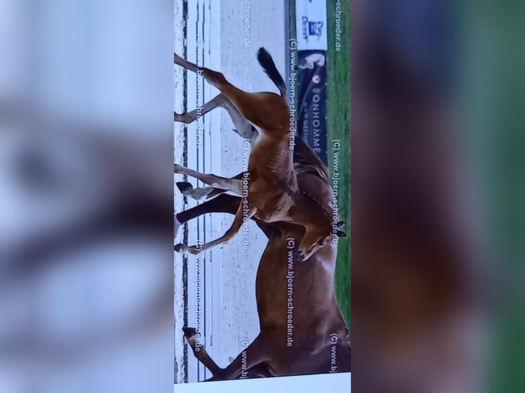 Oldenburger Springpaard Hengst Veulen (05/2025) Bruin in Letschin
