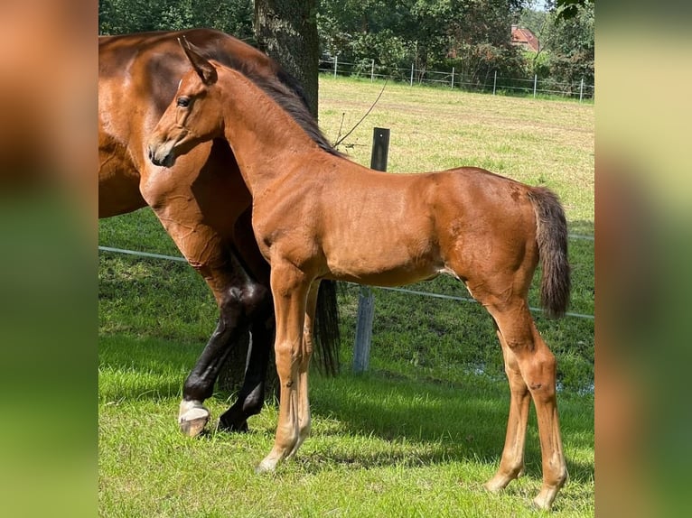 Oldenburger Springpaard Hengst veulen (06/2024) Bruin in Löningen