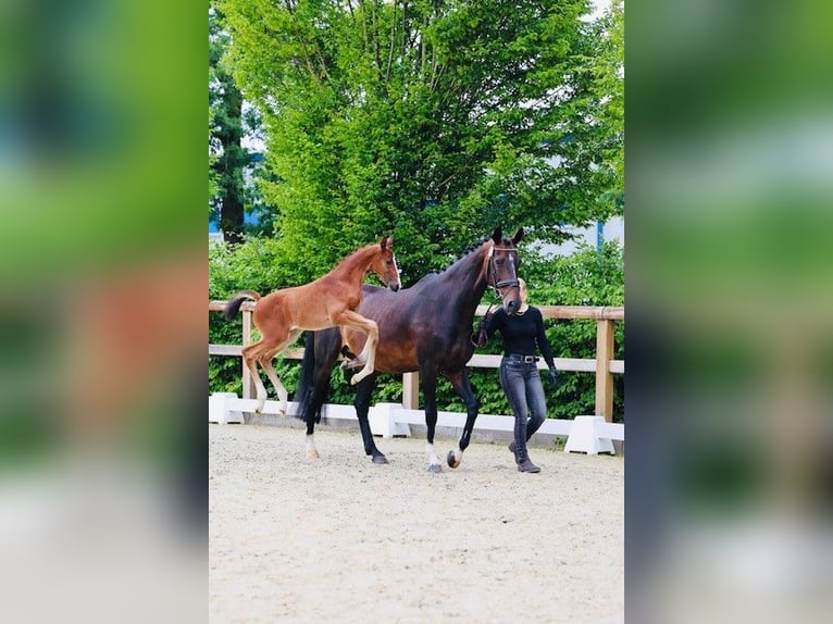 Oldenburger Springpaard Hengst  Bruin in Lohne (Oldenburg)Lohne