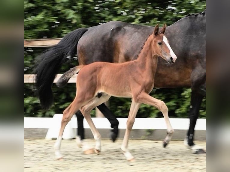 Oldenburger Springpaard Hengst  Bruin in Lohne (Oldenburg)Lohne