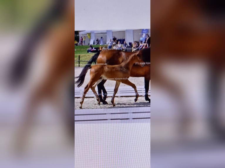 Oldenburger Springpaard Hengst Veulen (04/2025) Bruin in Neubarnim