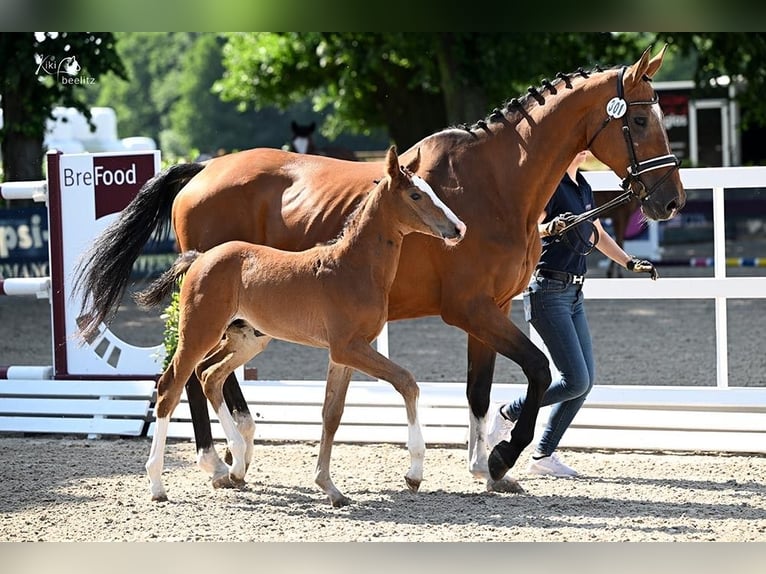 Oldenburger Springpaard Hengst  Bruin in Sch&#xF6;nberg