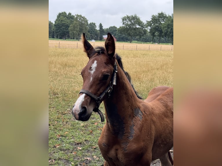 Oldenburger Springpaard Hengst Veulen (06/2025) Bruin in Steinfeld (Oldenburg)