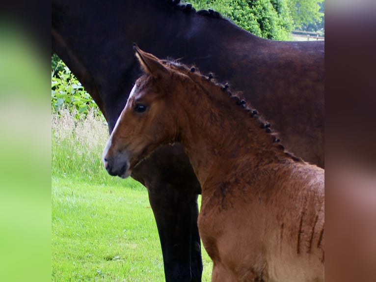 Oldenburger Springpaard Hengst  Bruin in Stuhr