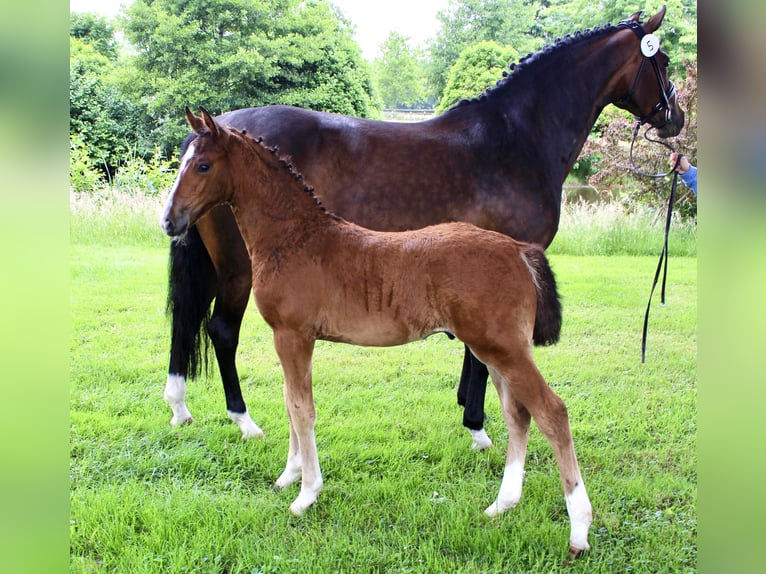 Oldenburger Springpaard Hengst  Bruin in Stuhr
